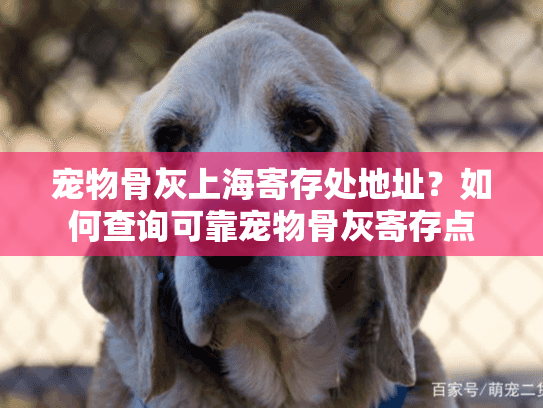 宠物骨灰上海寄存处地址？如何查询可靠宠物骨灰寄存点