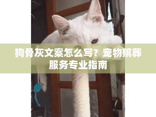 狗骨灰文案怎么写？宠物殡葬服务专业指南