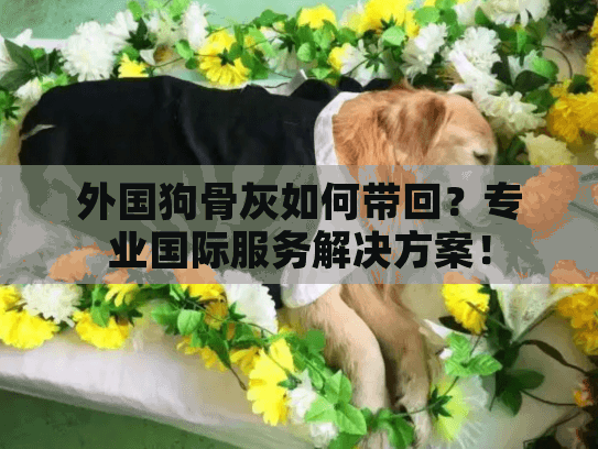 外国狗骨灰如何带回？专业国际服务解决方案！