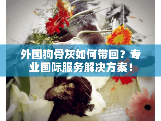 外国狗骨灰如何带回？专业国际服务解决方案！
