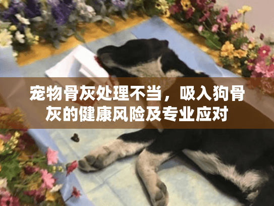宠物骨灰处理不当，吸入狗骨灰的健康风险及专业应对