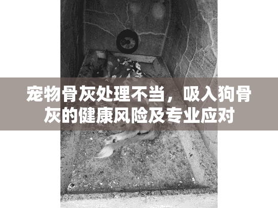 宠物骨灰处理不当，吸入狗骨灰的健康风险及专业应对
