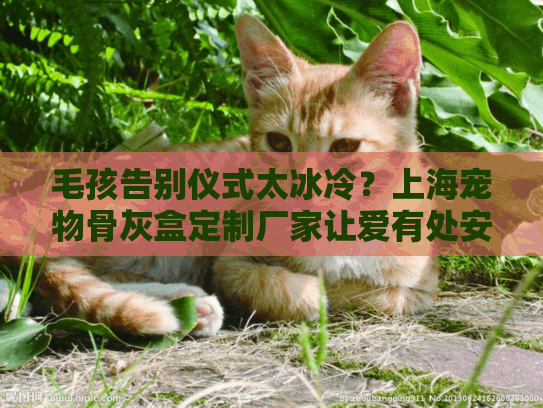 毛孩告别仪式太冰冷？上海宠物骨灰盒定制厂家让爱有处安放