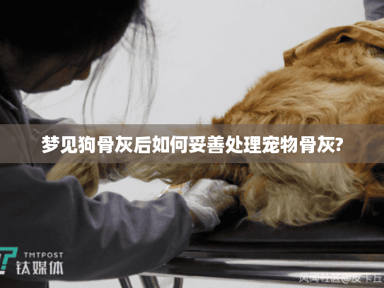 梦见狗骨灰后如何妥善处理宠物骨灰?