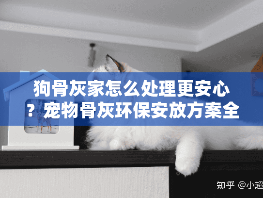 狗骨灰家怎么处理更安心？宠物骨灰环保安放方案全解析