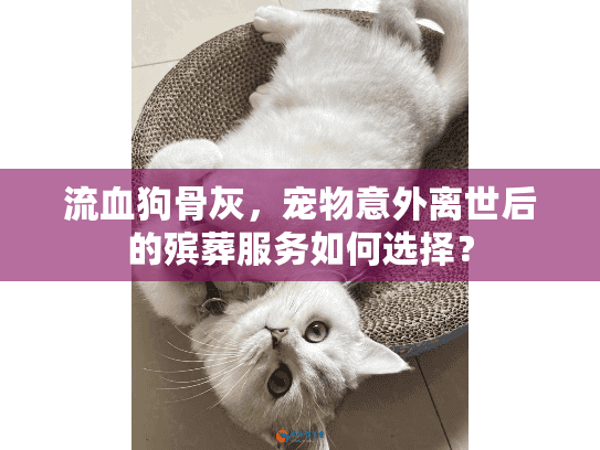 流血狗骨灰，宠物意外离世后的殡葬服务如何选择？