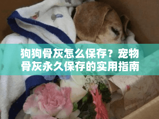 狗狗骨灰怎么保存?宠物骨灰永久保存的实用指南 狗狗骨灰怎么保存?宠物骨灰永久保存的实用指南