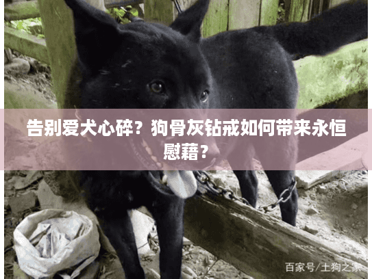 告别爱犬心碎?狗骨灰钻戒如何带来永恒慰藉? 告别爱犬心碎?狗骨灰钻戒如何带来永恒慰藉?