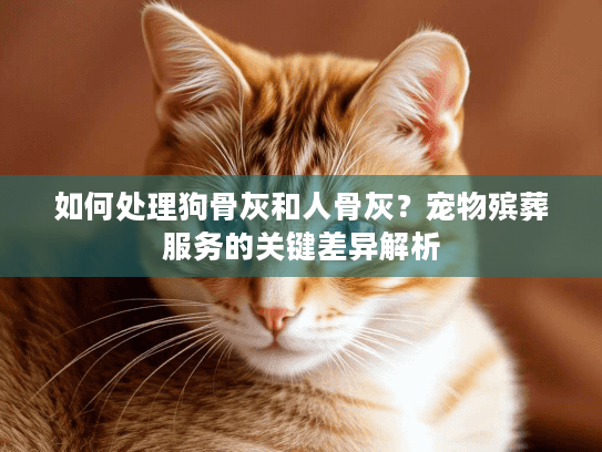 如何处理狗骨灰和人骨灰？宠物殡葬服务的关键差异解析