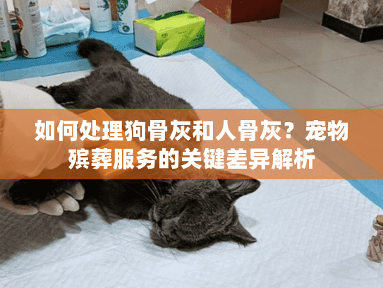 如何处理狗骨灰和人骨灰？宠物殡葬服务的关键差异解析