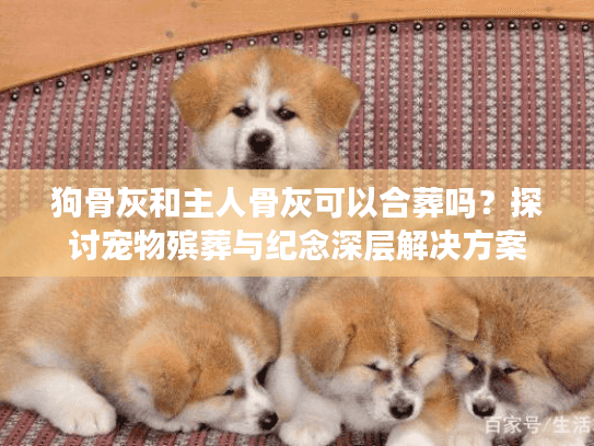 狗骨灰和主人骨灰可以合葬吗？探讨宠物殡葬与纪念深层解决方案