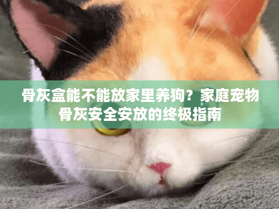 骨灰盒能不能放家里养狗？家庭宠物骨灰安全安放的终极指南