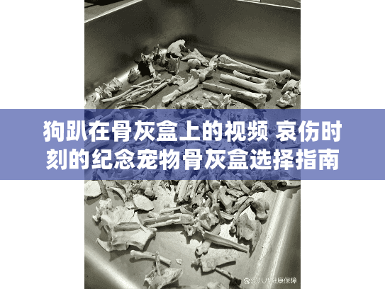 狗趴在骨灰盒上的视频 哀伤时刻的纪念宠物骨灰盒选择指南