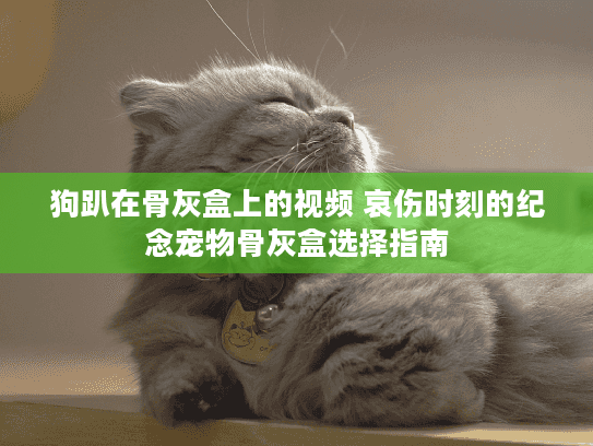 狗趴在骨灰盒上的视频 哀伤时刻的纪念宠物骨灰盒选择指南