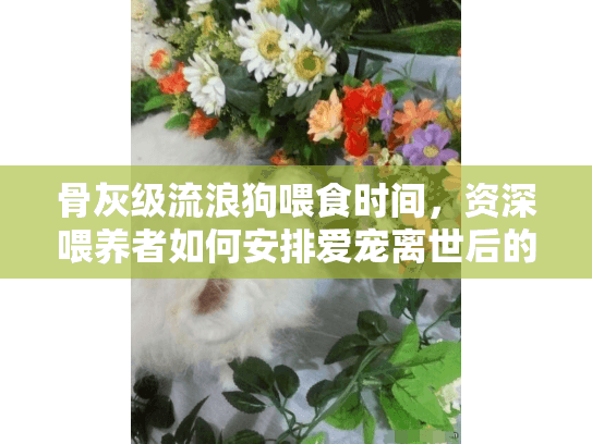 骨灰级流浪狗喂食时间，资深喂养者如何安排爱宠离世后的温暖告别