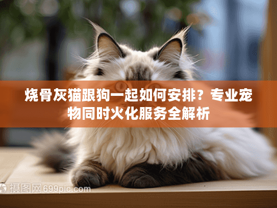 烧骨灰猫跟狗一起如何安排？专业宠物同时火化服务全解析