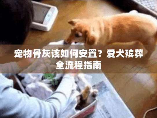 宠物骨灰该如何安置？爱犬殡葬全流程指南