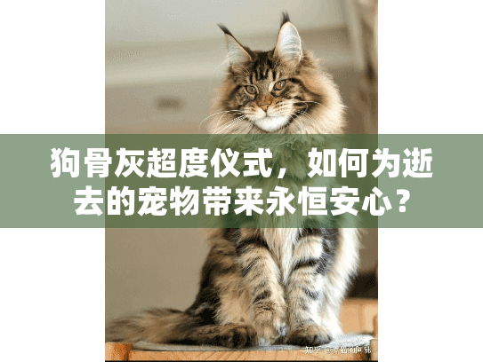 狗骨灰超度仪式，如何为逝去的宠物带来永恒安心？