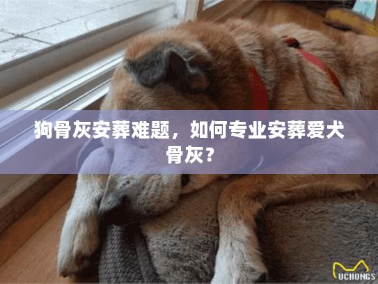 狗骨灰安葬难题，如何专业安葬爱犬骨灰？
