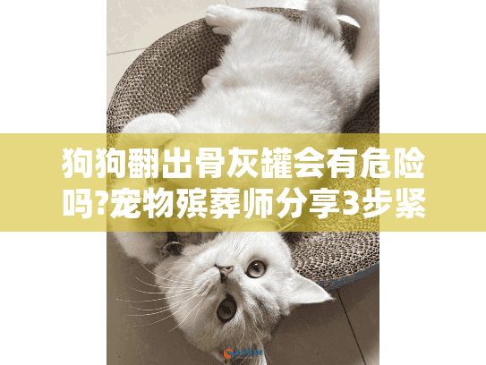 狗狗翻出骨灰罐会有危险吗?宠物殡葬师分享3步紧急处理指南