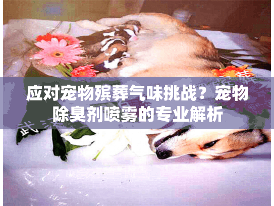 应对宠物殡葬气味挑战？宠物除臭剂喷雾的专业解析