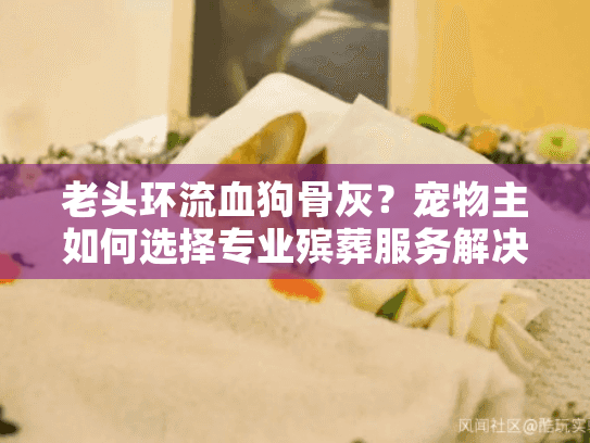 老头环流血狗骨灰？宠物主如何选择专业殡葬服务解决悲痛问题