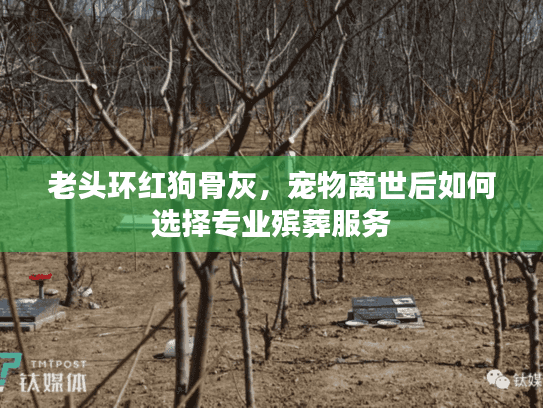 老头环红狗骨灰，宠物离世后如何选择专业殡葬服务