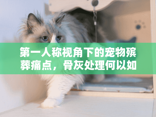 第一人称视角下的宠物殡葬痛点，骨灰处理何以如此沉重？