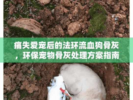 痛失爱宠后的法环流血狗骨灰,环保宠物骨灰处理方案指南 痛失爱宠后的法环流血狗骨灰,环保宠物骨灰处理方案指南