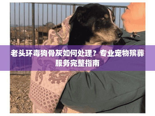 老头环毒狗骨灰如何处理？专业宠物殡葬服务完整指南