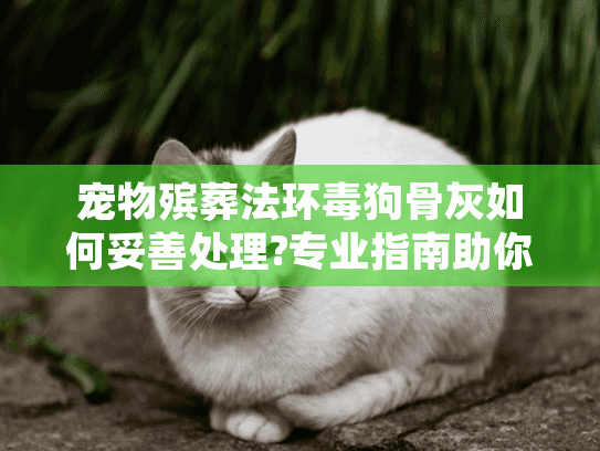 宠物殡葬法环毒狗骨灰如何妥善处理?专业指南助你安心告别