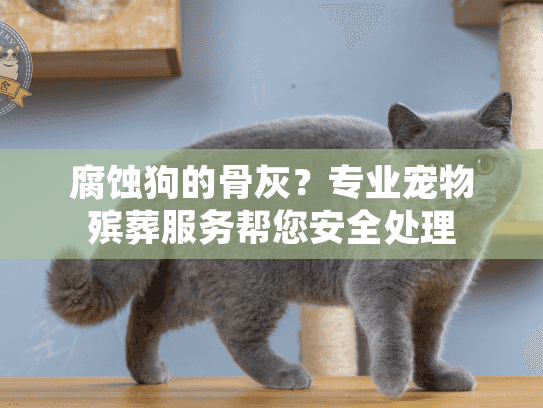 腐蚀狗的骨灰?专业宠物殡葬服务帮您安全处理 腐蚀狗的骨灰?专业宠物殡葬服务帮您安全处理
