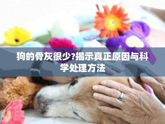 狗的骨灰很少?揭示真正原因与科学处理方法