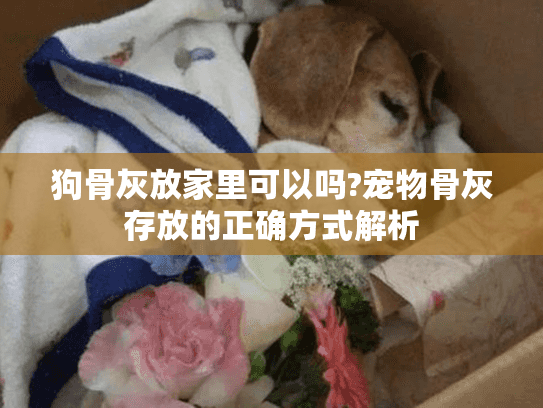 狗骨灰放家里可以吗?宠物骨灰存放的正确方式解析 狗骨灰放家里可以吗?宠物骨灰存放的正确方式解析