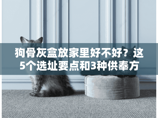 狗骨灰盒放家里好不好？这5个选址要点和3种供奉方式值得参考