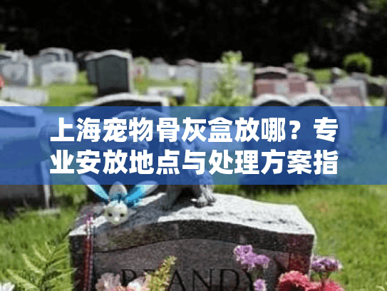 上海宠物骨灰盒放哪？专业安放地点与处理方案指南