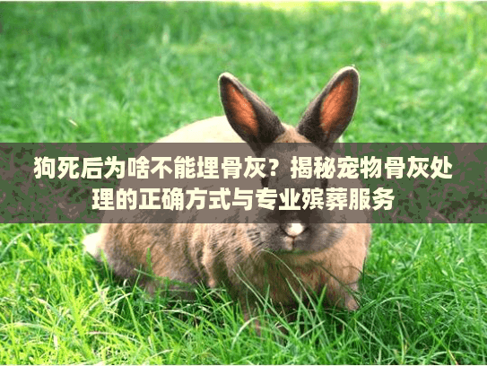 狗死后为啥不能埋骨灰？揭秘宠物骨灰处理的正确方式与专业殡葬服务