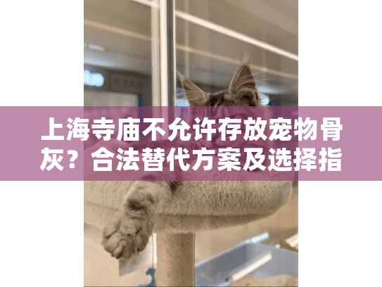 上海寺庙不允许存放宠物骨灰？合法替代方案及选择指南