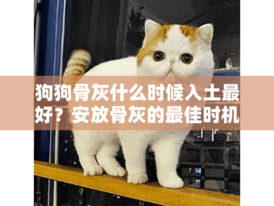 狗狗骨灰什么时候入土最好？安放骨灰的最佳时机指南