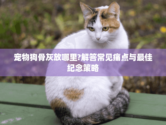 宠物狗骨灰放哪里?解答常见痛点与最佳纪念策略