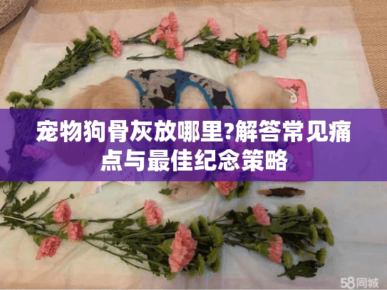 宠物狗骨灰放哪里?解答常见痛点与最佳纪念策略