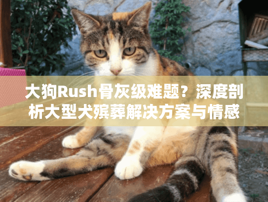 大狗Rush骨灰级难题？深度剖析大型犬殡葬解决方案与情感关怀