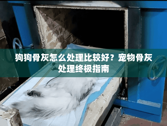 狗狗骨灰怎么处理比较好？宠物骨灰处理终极指南