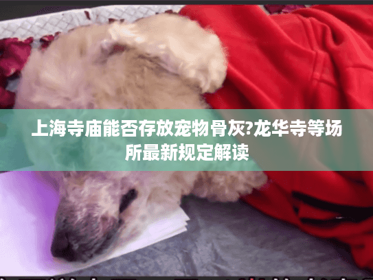上海寺庙能否存放宠物骨灰?龙华寺等场所最新规定解读