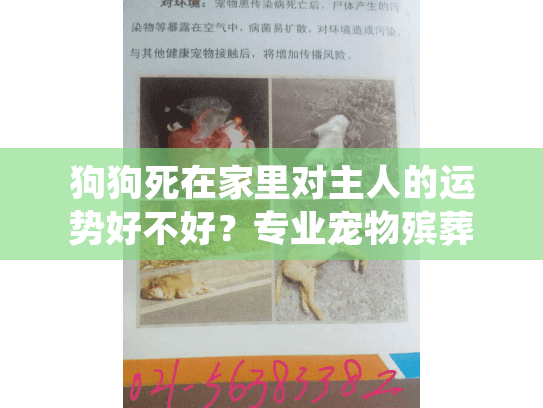 狗狗死在家里对主人的运势好不好？专业宠物殡葬服务指南