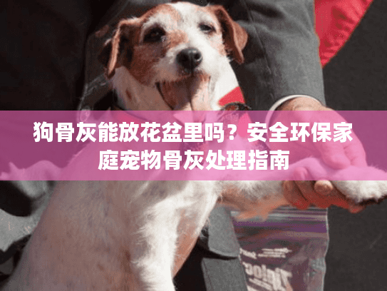 狗骨灰能放花盆里吗？安全环保家庭宠物骨灰处理指南