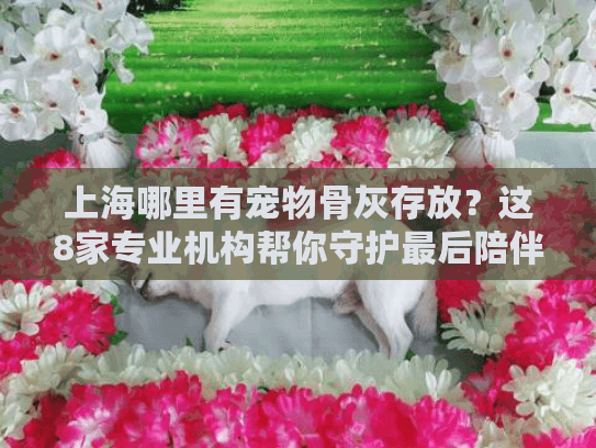 上海哪里有宠物骨灰存放？这8家专业机构帮你守护最后陪伴