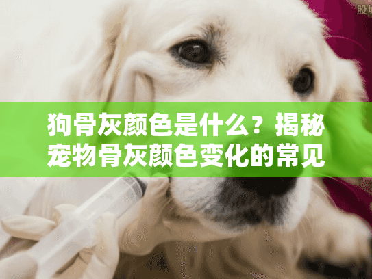 狗骨灰颜色是什么？揭秘宠物骨灰颜色变化的常见疑问
