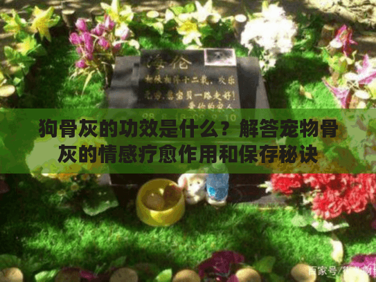 狗骨灰的功效是什么？解答宠物骨灰的情感疗愈作用和保存秘诀