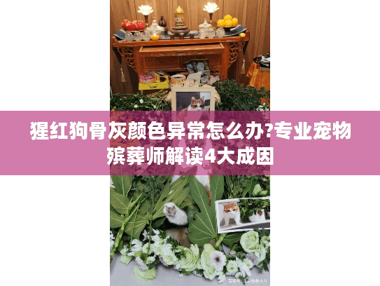 猩红狗骨灰颜色异常怎么办?专业宠物殡葬师解读4大成因 猩红狗骨灰颜色异常怎么办?专业宠物殡葬师解读4大成因